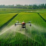 Kinh nghiệm trồng dưa lưới nhà màng công nghệ cao