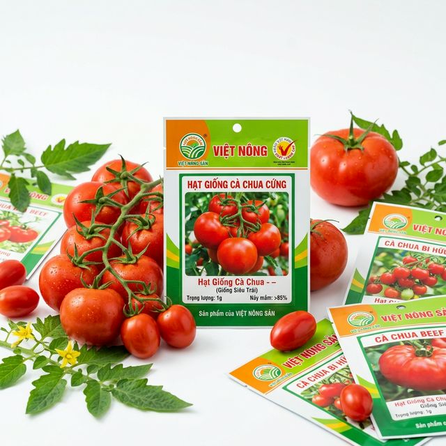 Hạt giống cà chua F1 số 9